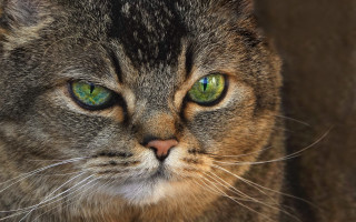 Cat green eyes closeup portrait - carlos catasse free wallpaper for desktop