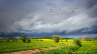 Field barn birds cloudy stormy - overhead free wallpaper