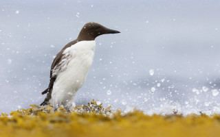 Bird snow rock footprints starry - douglas robertson bisset free wallpaper