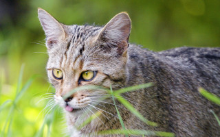 Cat green stick grass blurry - a blurry background of trees and bushes free wallpaper