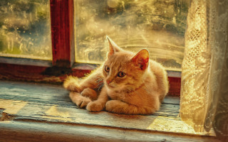 Cat sill outdoor warmlight photorealistic - warm free wallpaper