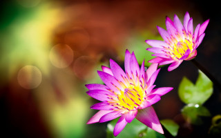 Pink flowers green leaves bokeh 3 - two pink flower free wallpaper