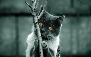 Cat serious branch grey explosion - grey background free wallpaper