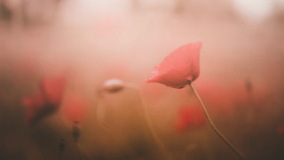 Red flower field grass blurry - soft free wallpaper