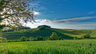 Green field tree hill background - the hill free wallpaper