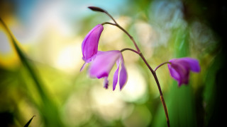 Purple flower macro outdoors shallow - a blurry background of trees and grass free wallpaper