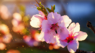 Pink flower bee blurry background - a bee free wallpaper