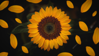 Large sunflower yellow leaves black - yellow leaf free wallpaper