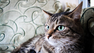 Serious cat couch green eyes - a stock photo free wallpaper