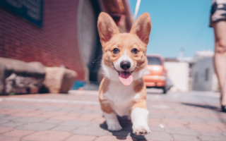 Shiba inu running bokeh blurry - a car in the background free wallpaper