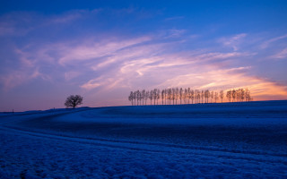 Snowy field trees purple sky - a line of trees free wallpaper