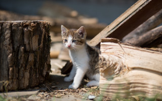 Kitten log blue eyes blurry - a kitten free wallpaper