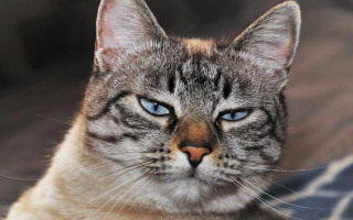Cat blue eyes sitting on - blue eye free wallpaper