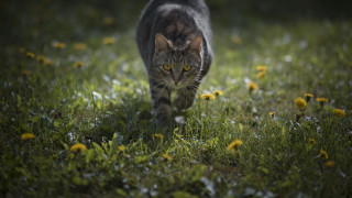 Cat field flower bush glowing - yellow flower free wallpaper
