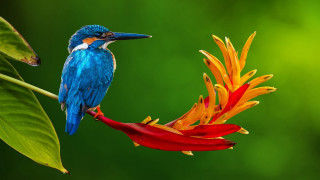 Blue bird flower red green - a red flower in the foreground free wallpaper