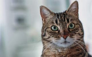 Cat green eyes blurry background 13 - optical free wallpaper