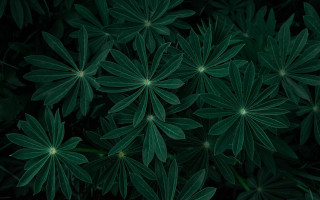 Green leaves closeup bamboo plant - a close up of a bunch free wallpaper