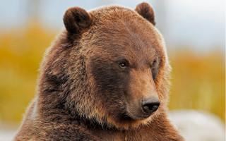 Brown bear wildlife portrait naturalism - a brown bear free wallpaper