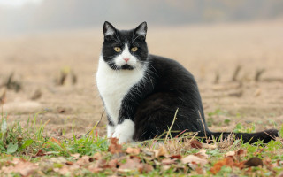 Black cat serious focus field - cat free wallpaper