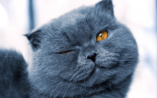 Gray cat yellow eyes sad 2 - a gray cat free wallpaper