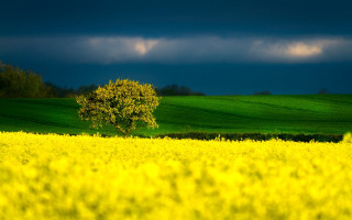 Lone tree field yellow flowers - rich moody colour free wallpaper