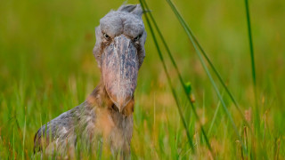 Long neck bird standing tall - a long neck free wallpaper