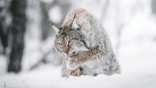 Lynx walking snow woods open - a lynx free wallpaper