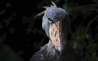 Bird beak long neck sumatraism - clovis trouille free wallpaper