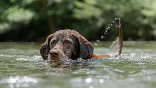 Dog swimming fish tree outdoor - a fish free wallpaper