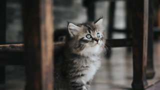 Kitten sad rococo cute 3d - a small kitten free wallpaper