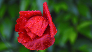 Red flower water droplets green 7 - a red flower free wallpaper
