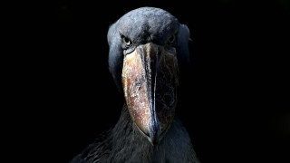 Bird large beak long beak 2 - animal photography free wallpaper