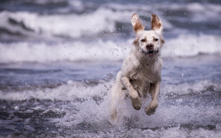 Dog water frisbee wave outdoors - its mouth free wallpaper