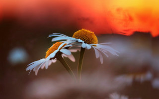 Flower sunflower wings sky blurry - a sky in the background free wallpaper