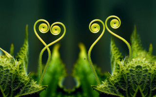 Green plants heart stem ecological - green plant free wallpaper