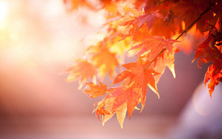 Tree orange leaves autumn dusk - a close up of a tree free wallpaper
