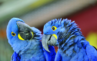 Two blue parrots yellow eyes - bernd fasching free wallpaper for desktop