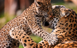 Leopard fight wildlife camouflage depth - wild free wallpaper