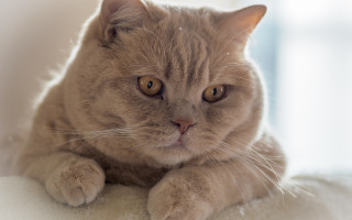 Sad cat white surface carlos 2 - a white surface free wallpaper