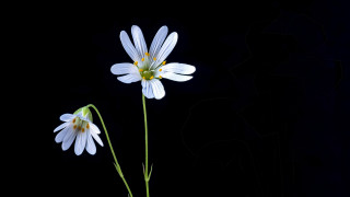 White flowers vase black background - backlight free wallpaper