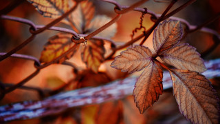 Leaf fence background bokeh macro - color free wallpaper