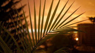 Palm trees sunset building blurry - photorealism free wallpaper