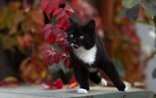 Black white cat ledge plant - cat free wallpaper
