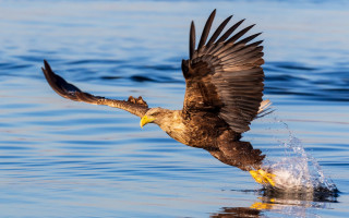 Bird landing water wings spread - over the water free wallpaper