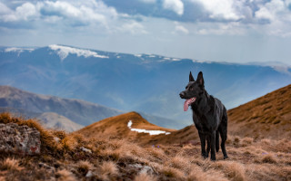 Dog hill mountains cloudy sky - ada hill walker free wallpaper for desktop