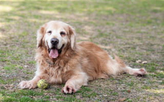 Dog tennis ball blurry nature - a tennis ball free wallpaper