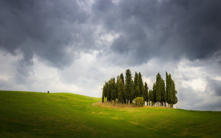 Field trees cloudy sky person - a bunch of trees free wallpaper