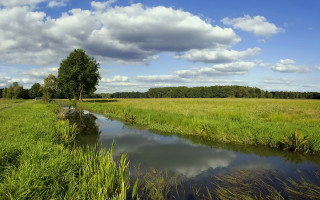 Lush green field stream tree - a lush green field under a cloudy sky free wallpaper