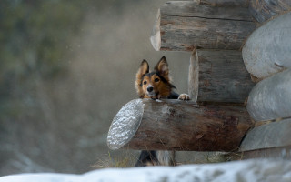 Dog window snow aurora moon - primitivism free wallpaper