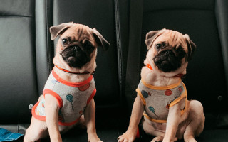 Two pugs sweaters harnesses back - incoherent free wallpaper